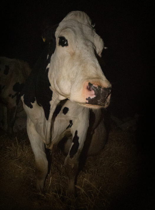 Cow